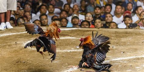 asian cockfighting 2023|Asian Cockfighting.